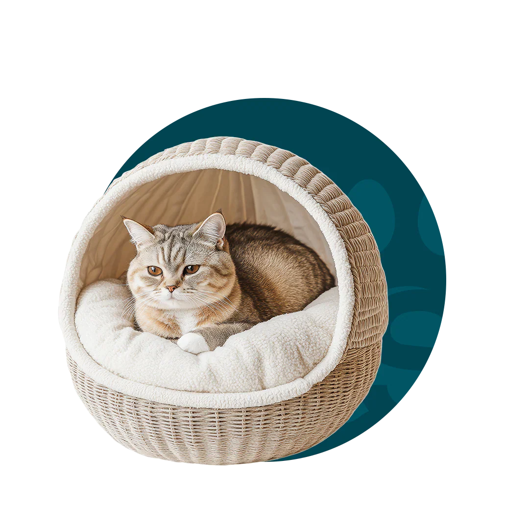 For Cats